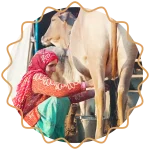 Milking with care